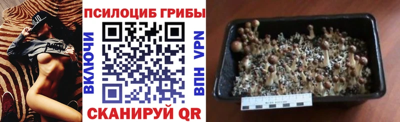 Псилоцибиновые грибы Magic Shrooms дарнет шоп OMG Кедровый